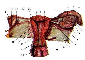  
  Рис. 231. Матка (uterus), маточная труба (tuba uterina), влагалище
  (vagina), вскрытые фронтальным разрезом. Вид сзади. 1-дно матки; 2-полость матки; 
  3-тело матки; 4-перешеек маточной трубы; 5-придатки яичника (надъяичник); 6-ампула 
  маточной трубы; 7-воронка маточной трубы; 8-бахромки маточной трубы; 9-пузырчатый 
  привесок (околояичник); 10-пузырчатый яичниковый фолликул (правого яичника); 
  11-жедтое тело; 12-круглая связка матки; 13-широкая связка матки; 14-маточная 
  артерия; 15-отверстие матки; 16-влагалище (влагалищные морщины-складки); 17-канал 
  шейки матки; 18-шейка матки; 19-слизистая оболочка (эндометрий); 20-мышечная 
  оболочка (миометрий); 21-маточная труба (отрезана); 22-брыжейка яичника; 23-яичник 
  (левый); 24-собственная связка яичника; 25-ма-точное отверстие трубы.
  Fig. 231. Матка, маточные трубы, влагалище, вскрытые
  фронтальным разрезом. Вид сзади.
  1-tundus uteri; 2-cavitas uteri; 3-corpus uteri; 4-isthmus tubae uteri-nae; 
  5-epoophoron; 6-ampulla tubae uterinae; 7-infundibulum tubae uterinae; 8-fimbriae 
  tubae; 9-appendix vesiculosa; 10-folliculus ovari-cus vesiculosus; 11-corpus 
  luteum; 12-lig.teres uteri; 13-lig.latumuteri; 14-a.uterinae; 15-ostium uteri; 
  16-vagina; 17-canaliscervicis uteri; 18-cervix uteri; 19-tunica mucosa (endometrium); 
  20-tunica muscularis (myometrium); 21-tuba uterinae; 22-mesovarium; 23-ovarium 
  sin-istrum; 24-lig.ovarii proprium; 25-ostium uterinum tubae.
  Fig.231. Uterus, uterine tube, vagina, autopsy by frontal incision.
  Posterior aspect.
  1-fundus of uterus; 2-cavity of uterus; 3-corpus of uterus; 4-isthmus of uterine 
  tube; 5-epoophorons; 6-ampulla of uterine tube; 7-infundibulum of uterine tube; 
  8-fimbriae of uterine tube; 9-vesicular appendices; 10-vesicular ovarian graafian 
  follicle of right ovary; 11 -yellow body; 12-round ligament of uterus; 13-broad 
  ligament of uterus; 14-uterine artery; 15-ostium of uterus; 16-vagina (vaginal 
  folds); 17-cervical canal of uterus; 18-neck of uterus; 19-mucous tunic (endometrium); 
  20-muscular tunic (myometrium); 21-uterine tube (cut off); 22-mesovarium; 23-ovary 
  (left); 24-proprial ovarian ligament; 25-uterine orifice of uterine tube.